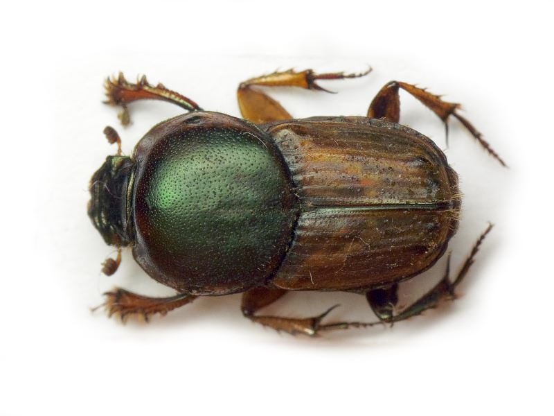 Euoniticellus fulvus (Goeze, 1777)